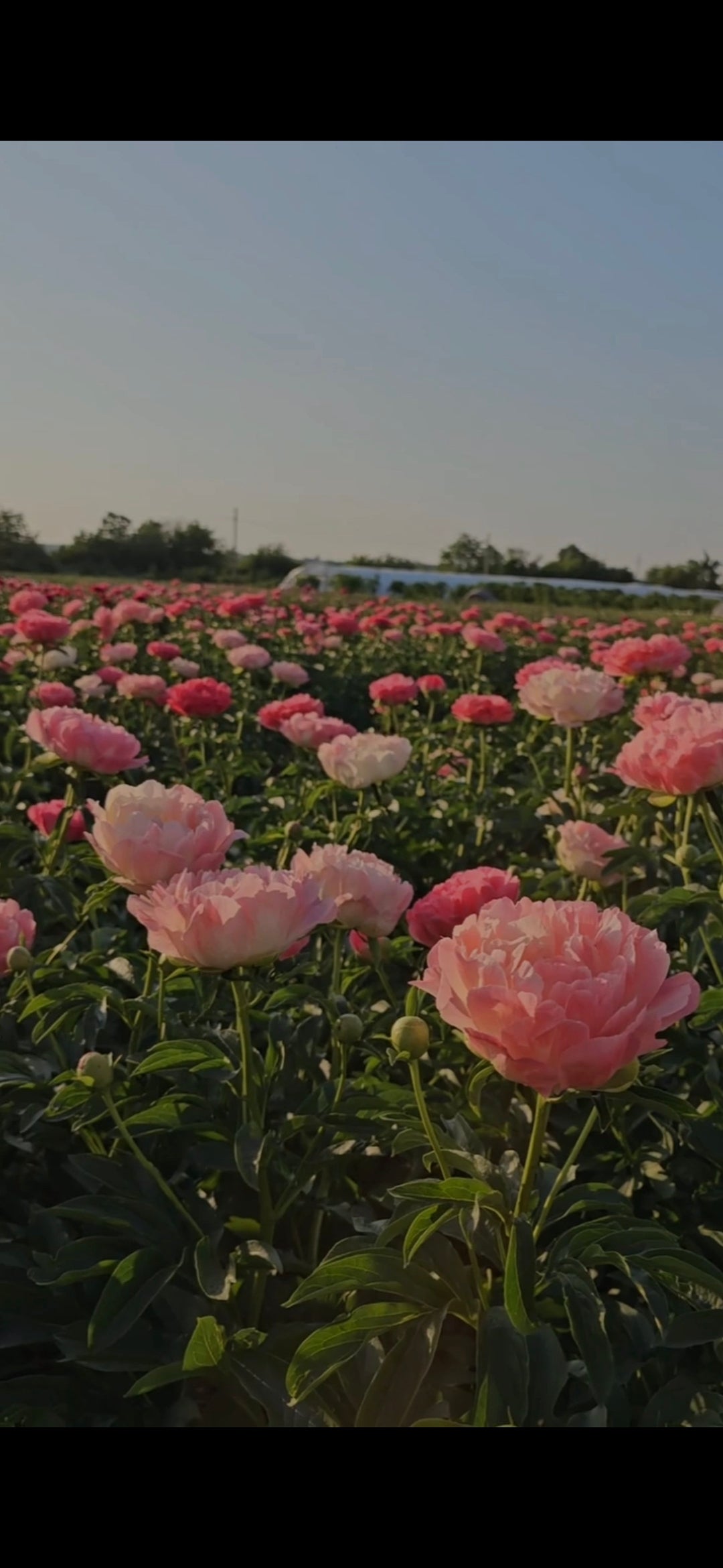 The Botanical Series